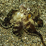Amphioctopus marginatus
